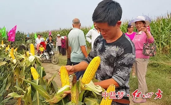 棒子沒禿尖，籽粒更飽滿。