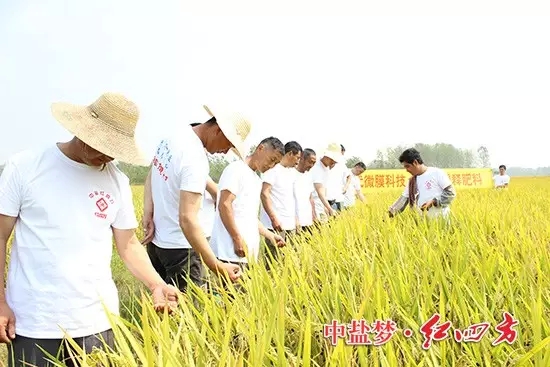 這塊示范田設置了2個處理：普通對照和紅四方緩釋肥