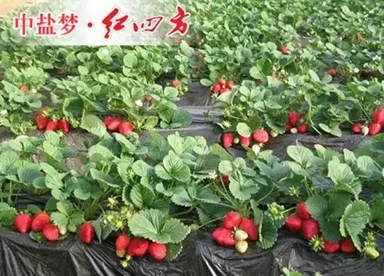 紅四方示范園里的草莓嬌艷欲滴