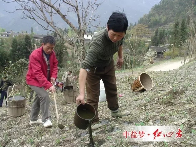 白術(shù)種植過(guò)程中下地施肥