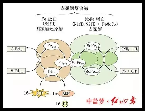 土壤肥力有限，長期吸收單一養(yǎng)分，會使土壤肥力下降，作物生長發(fā)育不良，易造成土地貧瘠，從而造成土地荒漠化，引發(fā)沙塵暴等。