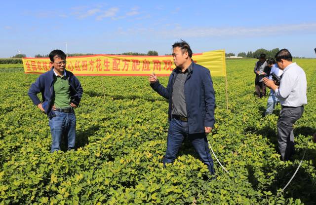 何義斌（左）與馬兵在花生示范田選點(diǎn)測(cè)量.