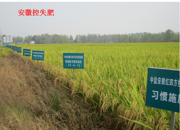 紅四方水稻控失肥對比試驗(yàn)示范田