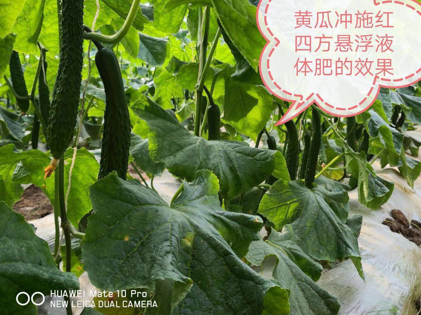 紅四方懸浮水溶肥在黃瓜上的效果